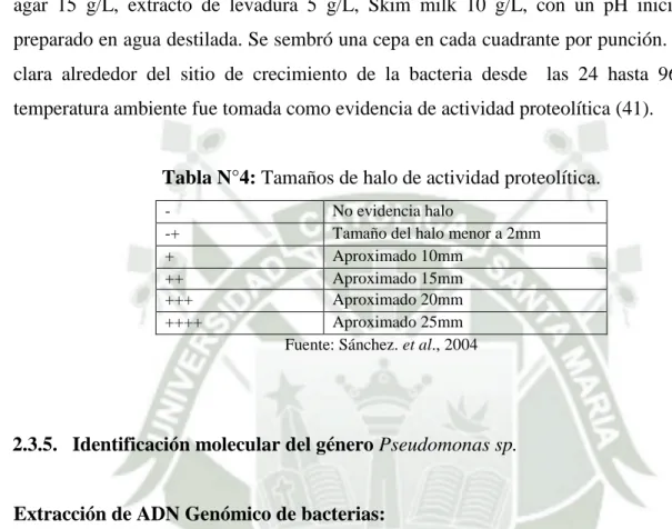 Tabla N°4: Tamaños de halo de actividad proteolítica. 