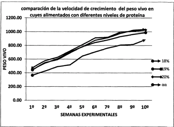 Figura 1. Comparación de la velocidad de crecimiento del peso vivo en cuyes alimentados con diferentes  niveles de protefna