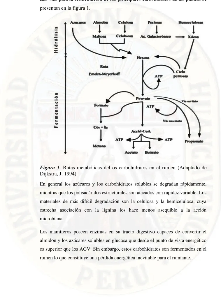 Figura  1.  Rutas  metabólicas  del  os  carbohidratos  en  el  rumen  (Adaptado  de  Dijkstra, J