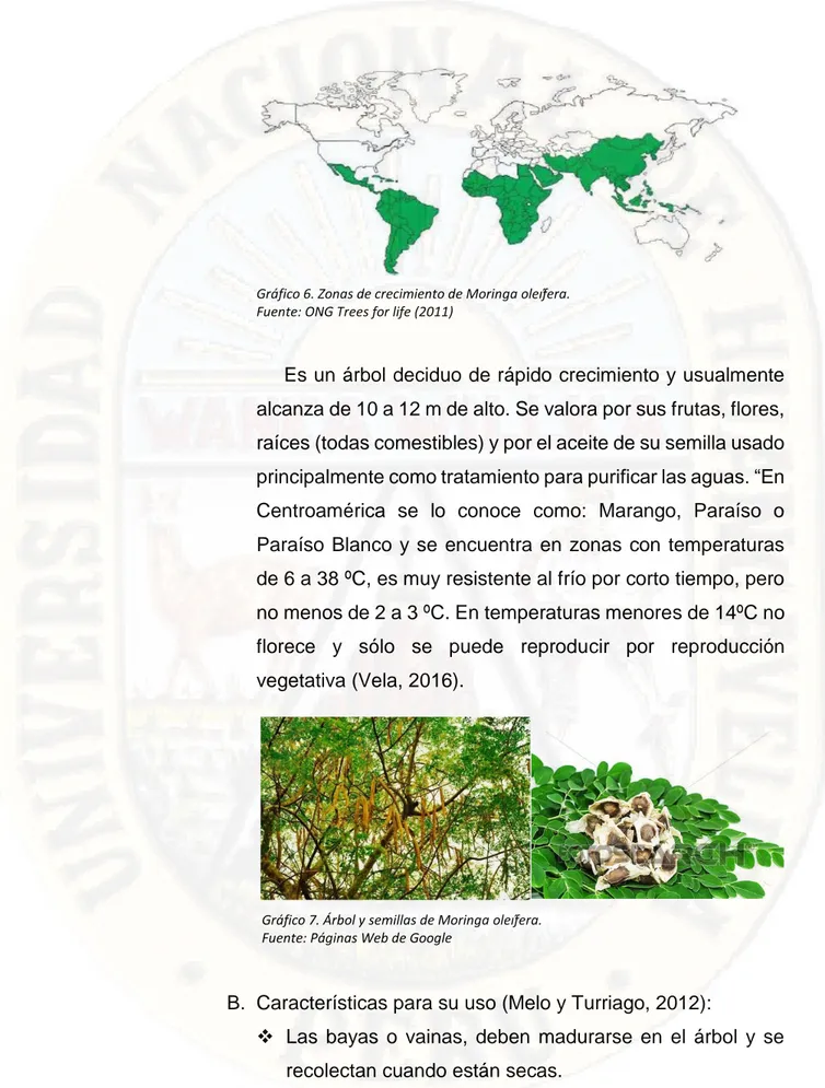 Gráfico 6. Zonas de crecimiento de Moringa oleífera.
