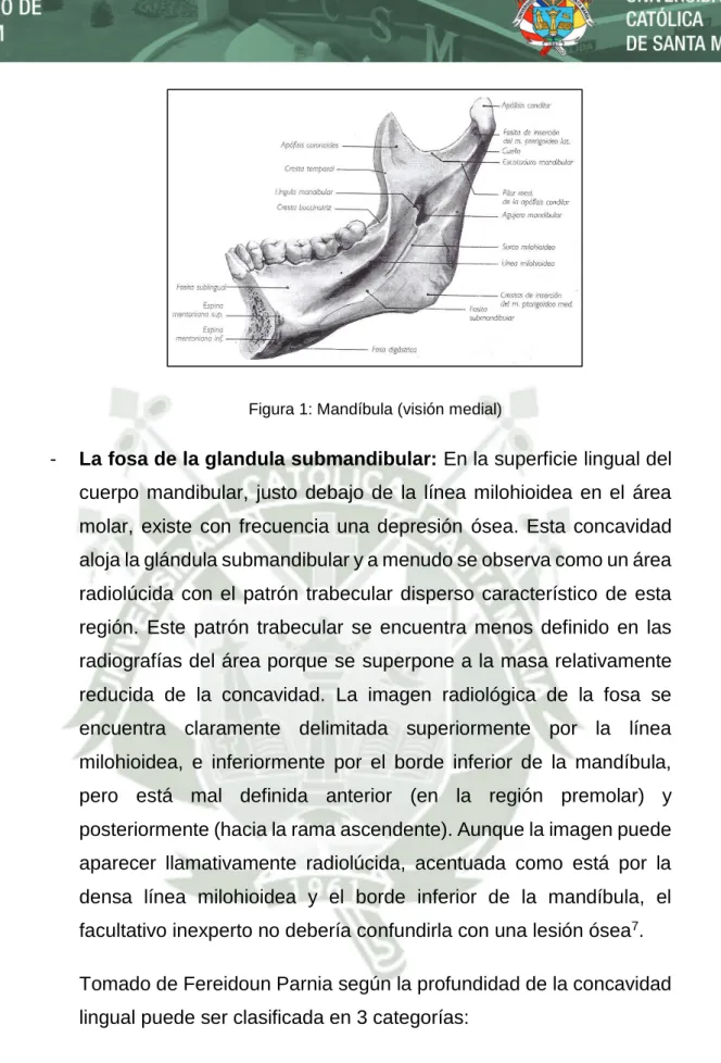 Figura 1: Mandíbula (visión medial) 