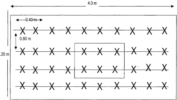 Fig. 5.  Croquis de la parcela experimental (DS:  0.80 x 0.40 x  2  =  62.500 