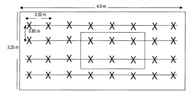Fig.  6.  Croquis de la parcela experimental (DS:  0.80 x 0.50 x 2  =  50.r000 