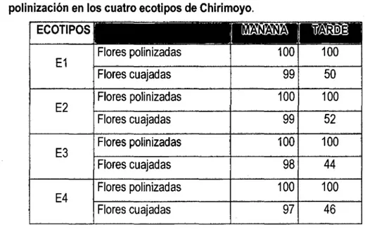 Cuadro 11:  Número de flores  polinizadas y flores cuajadas para momento de  polinización en  los cuatro ecotipos de Chirimoyo
