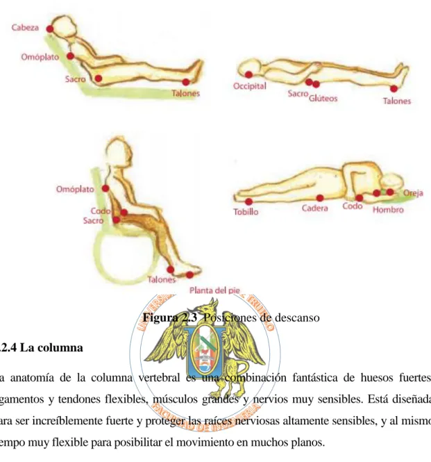 Figura 2.3  Posiciones de descanso  2.2.4 La columna 