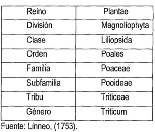 Cuadro  W  1 : Clasificación taxonómica del trigo. 