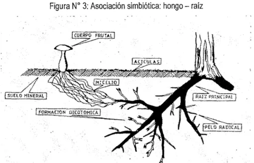 Figura  W  3:  Asociación  simbiótica:  hongo - raíz 