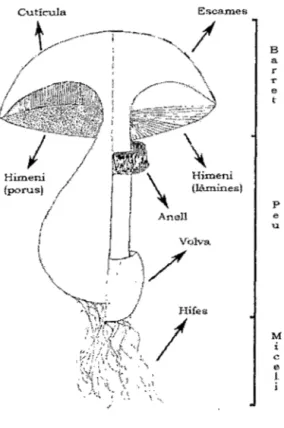 Figura  W  4:  Cuerpo de fructificación  Cutícula  Himeni  {porus)  /  Esc.ames Hifes 1  B a r r e t  p e u  M i e e 1 i 