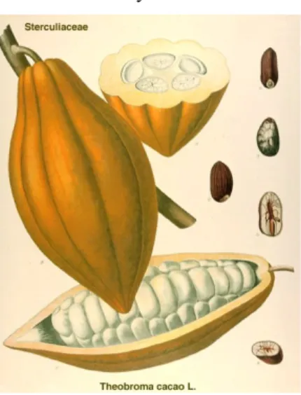 FIG 1. Vainas y semillas de cacao