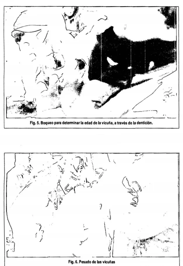Fig. 6. Pesado de las vicuñas 