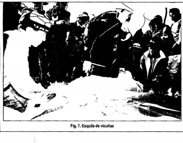 Fig. 7. Esquila de vicuñas 