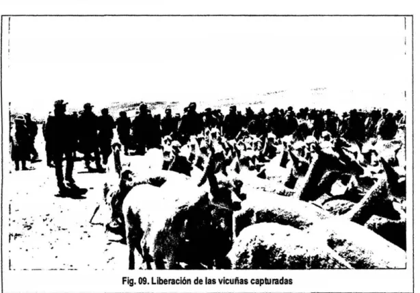 Fig. 09. Liberación de las vicuñas capturadas 