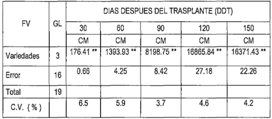 Cuadro W 1:  Cuadrado  medio  y  nivel  de  significación  estadística  del  ritmo  de  crecimiento  de  plantas  de  cuatro  variedades  de  tomate,  a intervalos  de  treinta  días,  al  nivel de confianza del 99 %