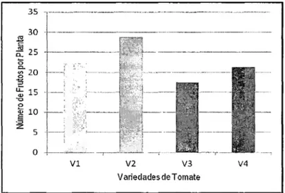 Gráfico  W 3:  Número  de  frutos  por  planta  de  cuatro  variedades  de  tomate,  crecidos  bajo cobertura plástico