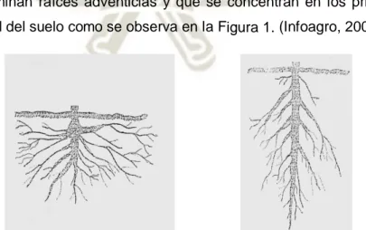 FIGURA 1.   Crecimiento  de  la  raíz  de  acuerdo  con  el  método  de  siembra  empleado: a=directa y b= Trasplante