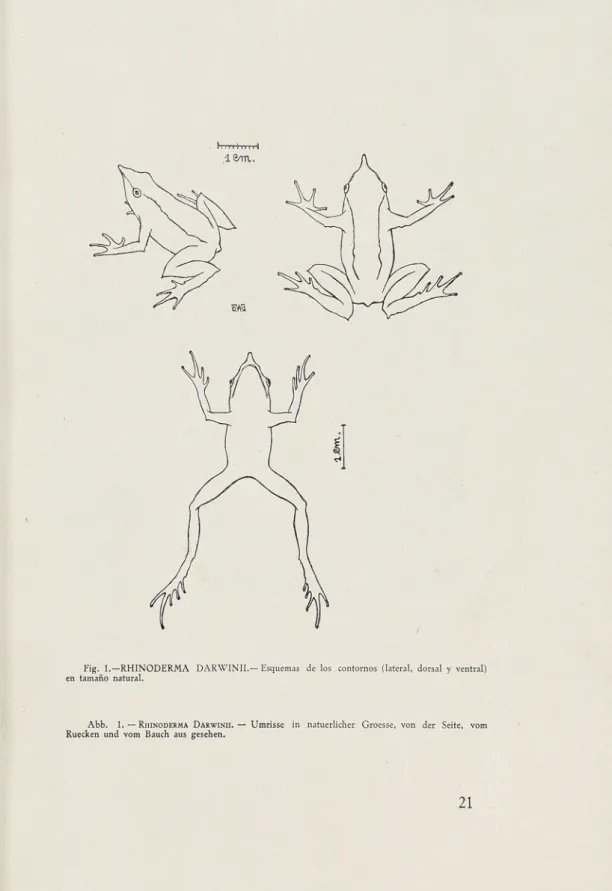 Fig. 1. -RHINODERMA DARWINII.— Esquemas de los contornos (lateral, dorsal y ventral)