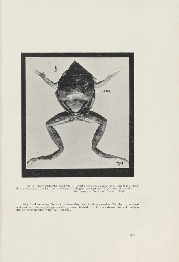 Fig. 2.— RHINODERMA DARWINII.— Macho visto por su cara ventral con la piel incin=