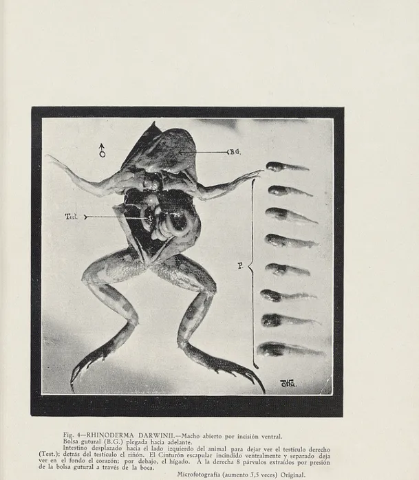 Fig. 4-RHINODERMA DARWINII. -Macho abierto por incisión ventral. Bolsa gutural (B.G.) plegada hacia adelante.