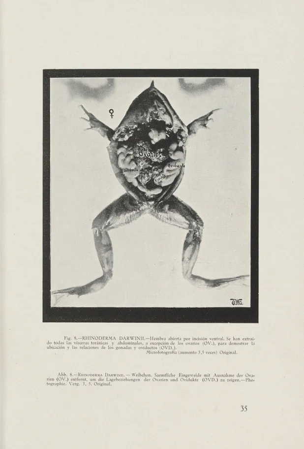 Fig. 8.— RHINODERMA DARWINII.— Hembra abierta por incisión ventral. Se han extraí.