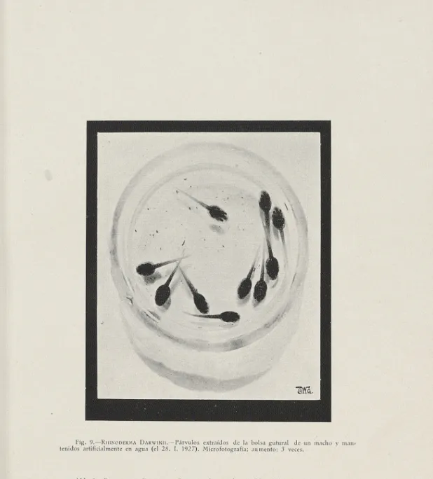 Fig. 9.— Rhinoderma Darwinii. — Párvulos extraídos de