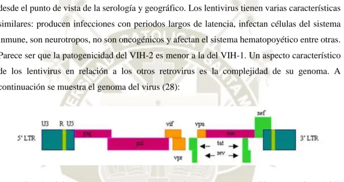 Cuadro 1. Funciones de los genes  Gen  Función 