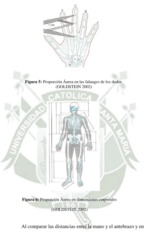 Figura 6: Proporción Áurea en dimensiones corporales  (GOLDSTEIN 2002) 