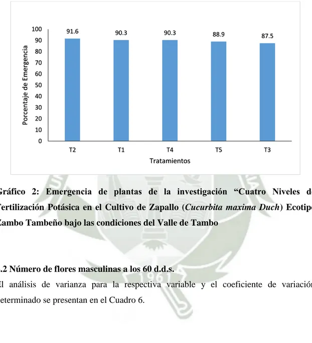 Gráfico  2:  Emergencia  de  plantas  de  la  investigación  “Cuatro  Niveles  de  Fertilización  Potásica  en  el  Cultivo  de  Zapallo  (Cucurbita  maxima  Duch)  Ecotipo  Zambo Tambeño bajo las condiciones del Valle de Tambo 