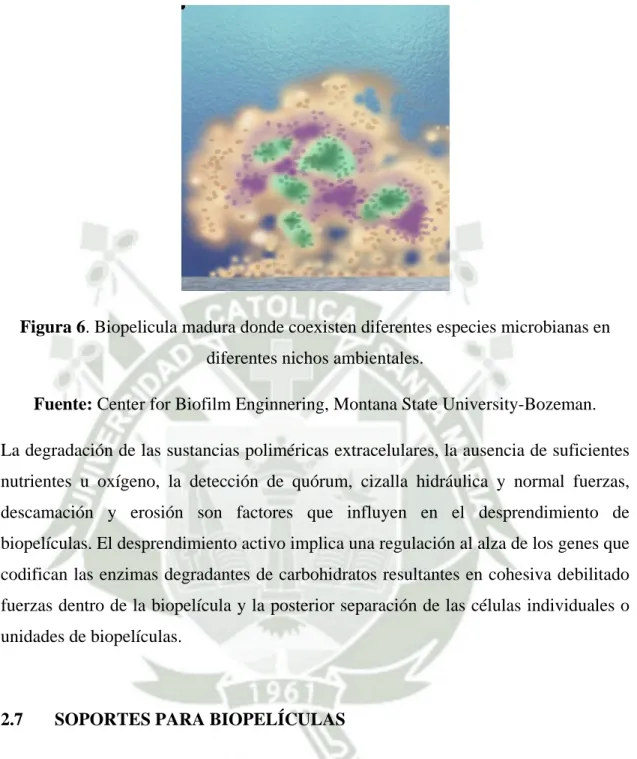 Figura 6. Biopelicula madura donde coexisten diferentes especies microbianas en  diferentes nichos ambientales