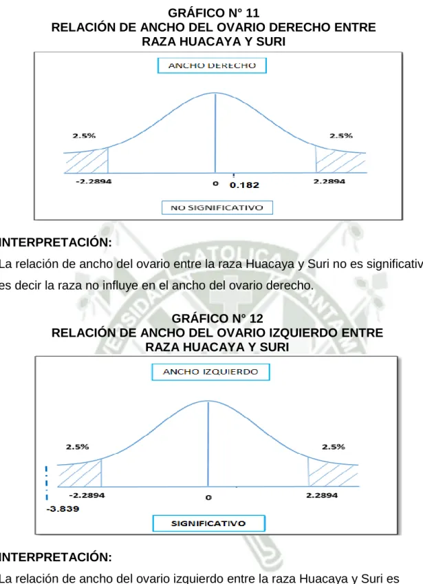 GRÁFICO N° 11 