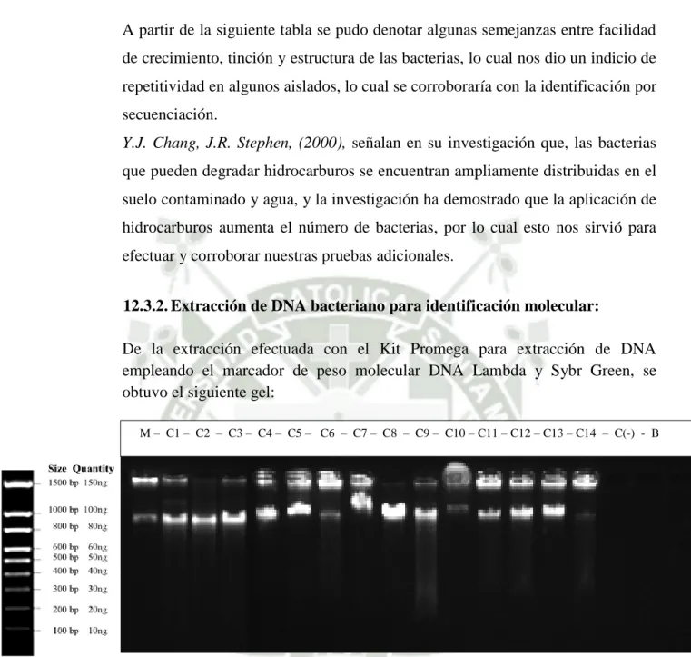 Figura 8. Captura de gel corrido para DNA en cámara electroforética. 