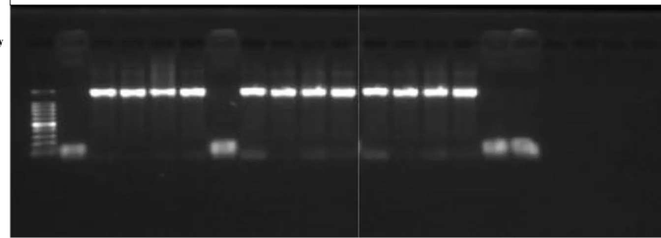 Figura 9. Captura de gel corrido en cámara electroforética a 80v con primers 16S  rRNA