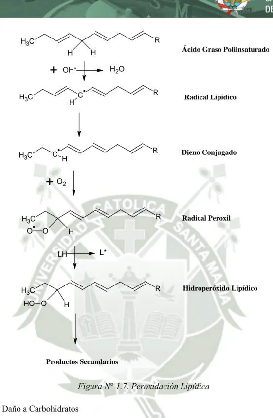 Figura N° 1.7. Peroxidación Lipídica  1.6.3.  Daño a Carbohidratos 