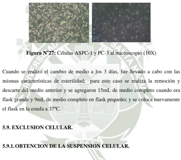 Figura N o 27: Células ASPC-1 y PC-3 al microscopio (10X) 