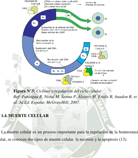 Figura N°3: Ciclinas y regulación del ciclo celular  