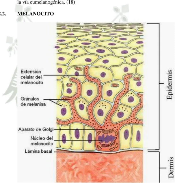 Figura 6.  Melanocito (25) 