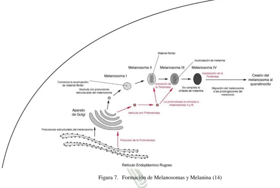 Figura 7.  Formación de Melanosomas y Melanina (14)