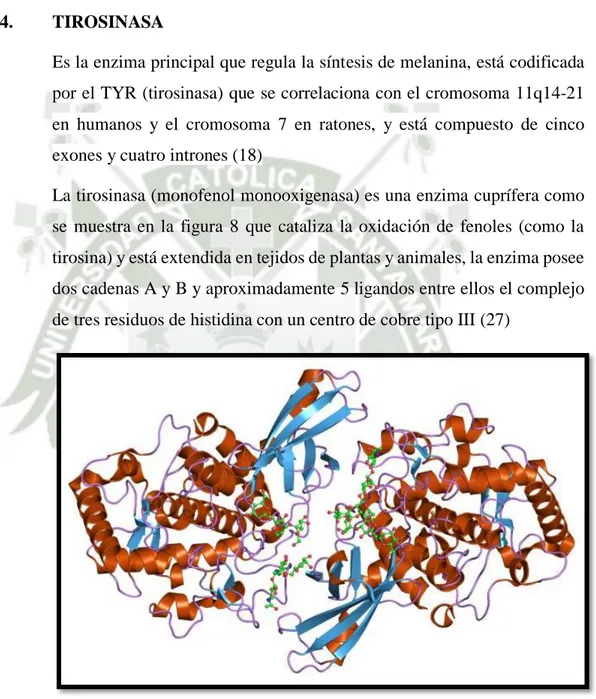Figura 8.  Estructura de tirosinasa (TYR) (PDB: 1js8), 