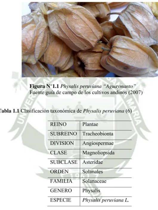 Figura N°1.1 Physalis peruviana “Aguaymanto” 