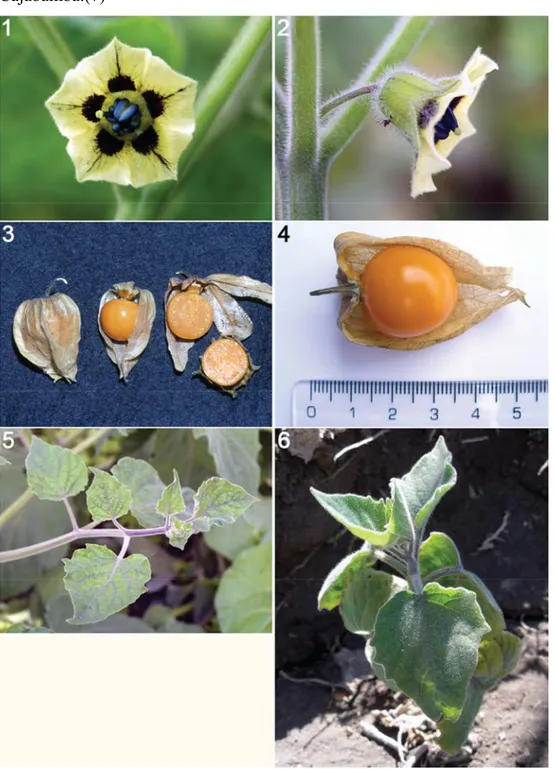 Figura N°1.2 Physalis peruviana “Aguaymanto” estadios de la planta  1, 2) Flores de Physalis peruviana; 3) Fruto; 4) Fruto; 5) Hoja; 6) Plántula