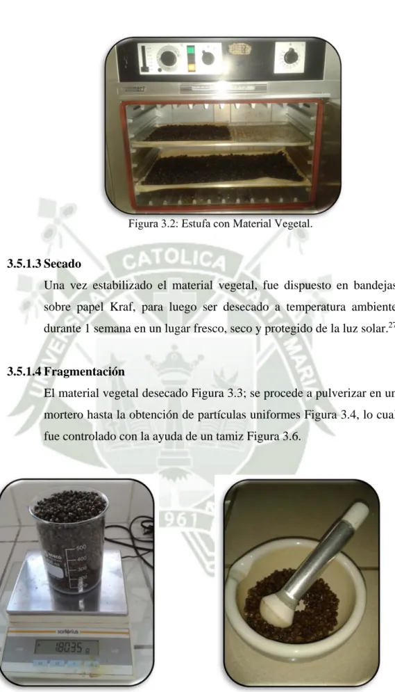 Figura 3.2: Estufa con Material Vegetal. 