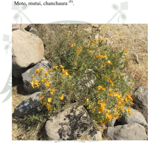 Figura N° 1: Mutuy (Senna birostris) 