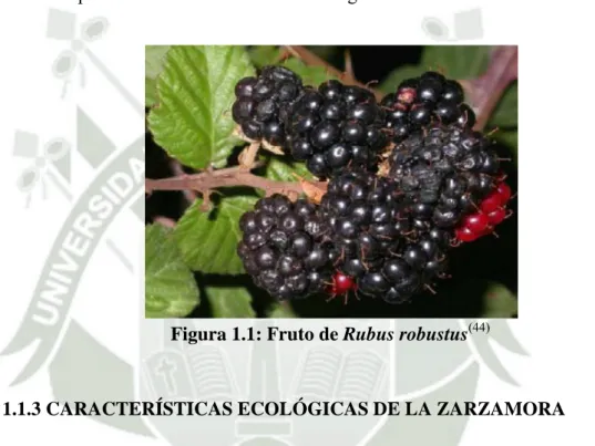 Figura 1.1: Fruto de Rubus robustus (44)