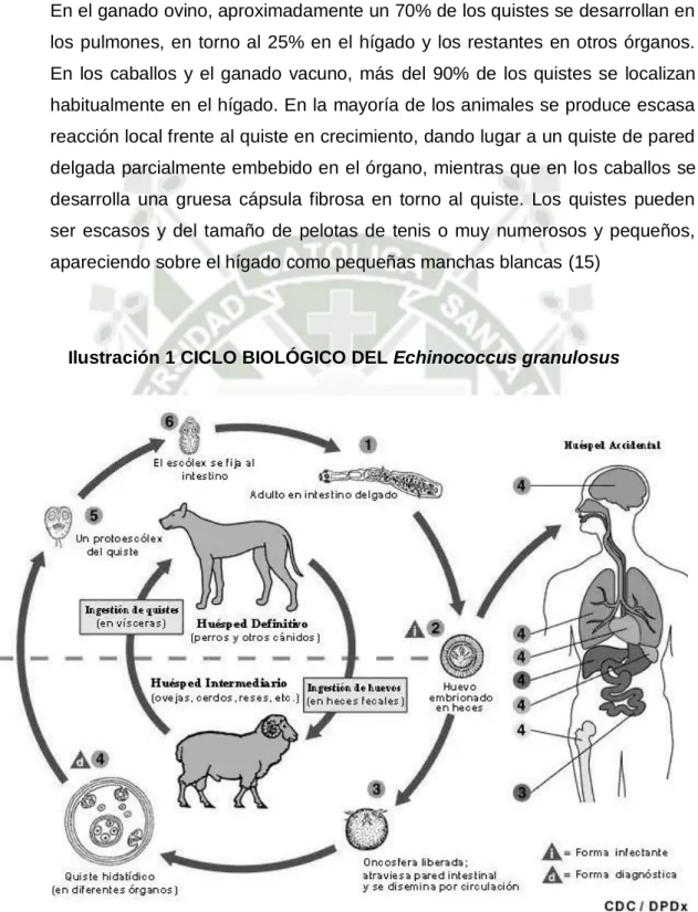 Ilustración 1 CICLO BIOLÓGICO DEL Echinococcus granulosus 