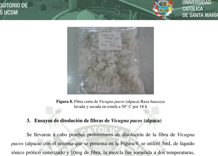 Figura 9. Disolución de fibra corta de vicugna pacos (alpaca)  Raza huacaya (lavada y secada en estufa 