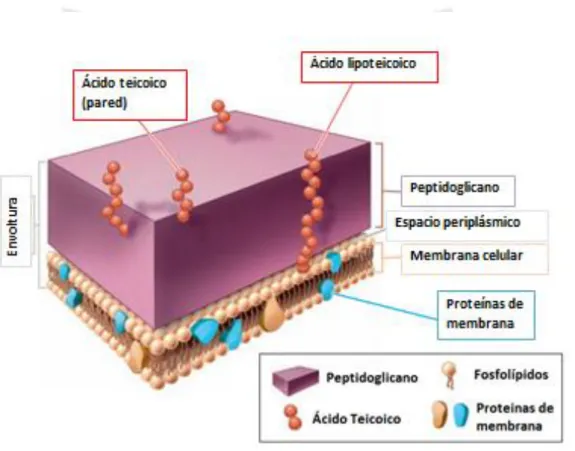 Figura N°6 Pared celular de bacteria Gram positiva 