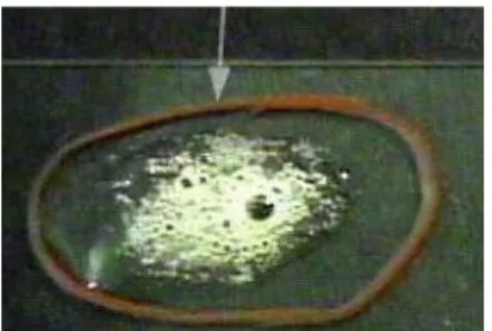 Figura N°12  Prueba de la catalasa para Staphylococcus epidermidis 