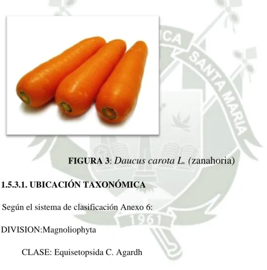 FIGURA 3:  Daucus carota L. (zanahoria)