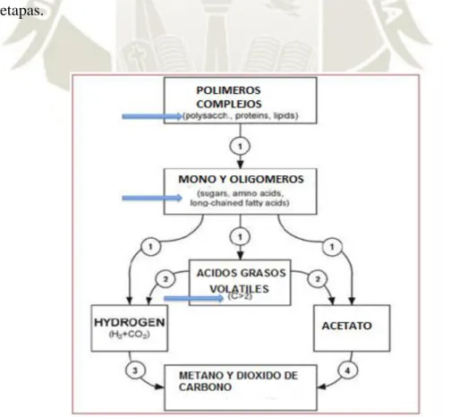 Figura 3 Etapas de la digestión anaerobia  Fuente: Ahring, 2003 