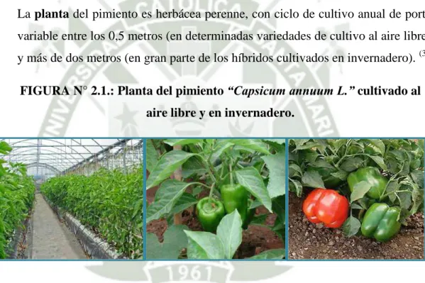 FIGURA N° 2.1.: Planta del pimiento “Capsicum annuum L.” cultivado al  aire libre y en invernadero