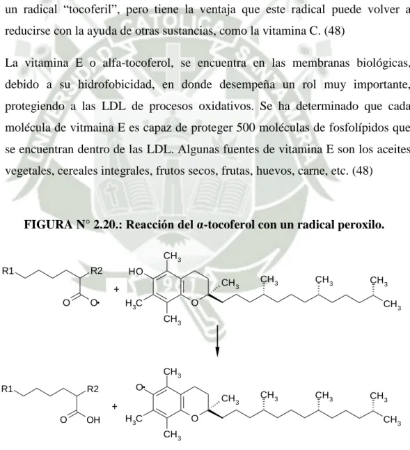 FIGURA N° 2.20.: Reacción del α-tocoferol con un radical peroxilo. 